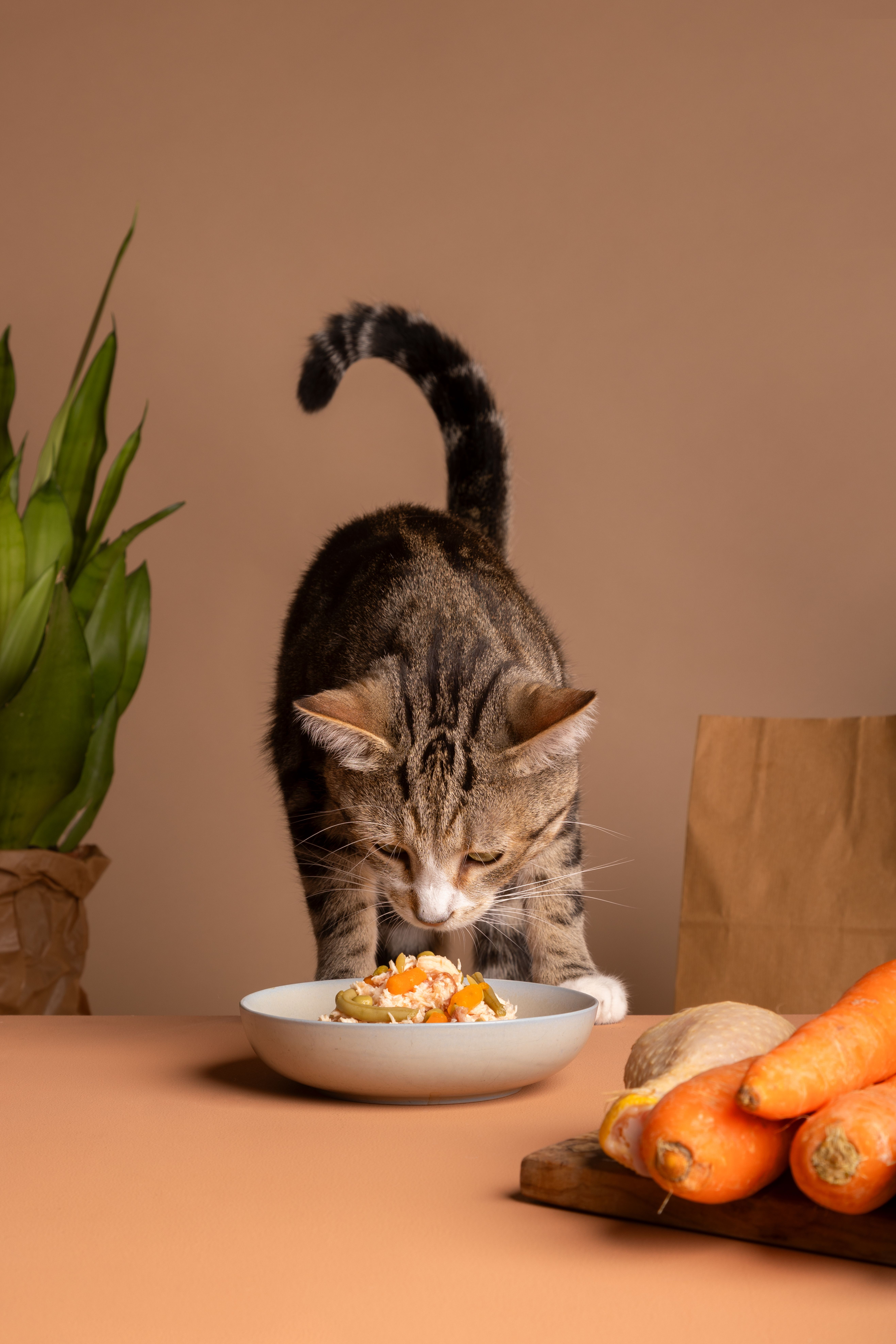 Alimentação natural para cães e gatos — Pet's Bóia
