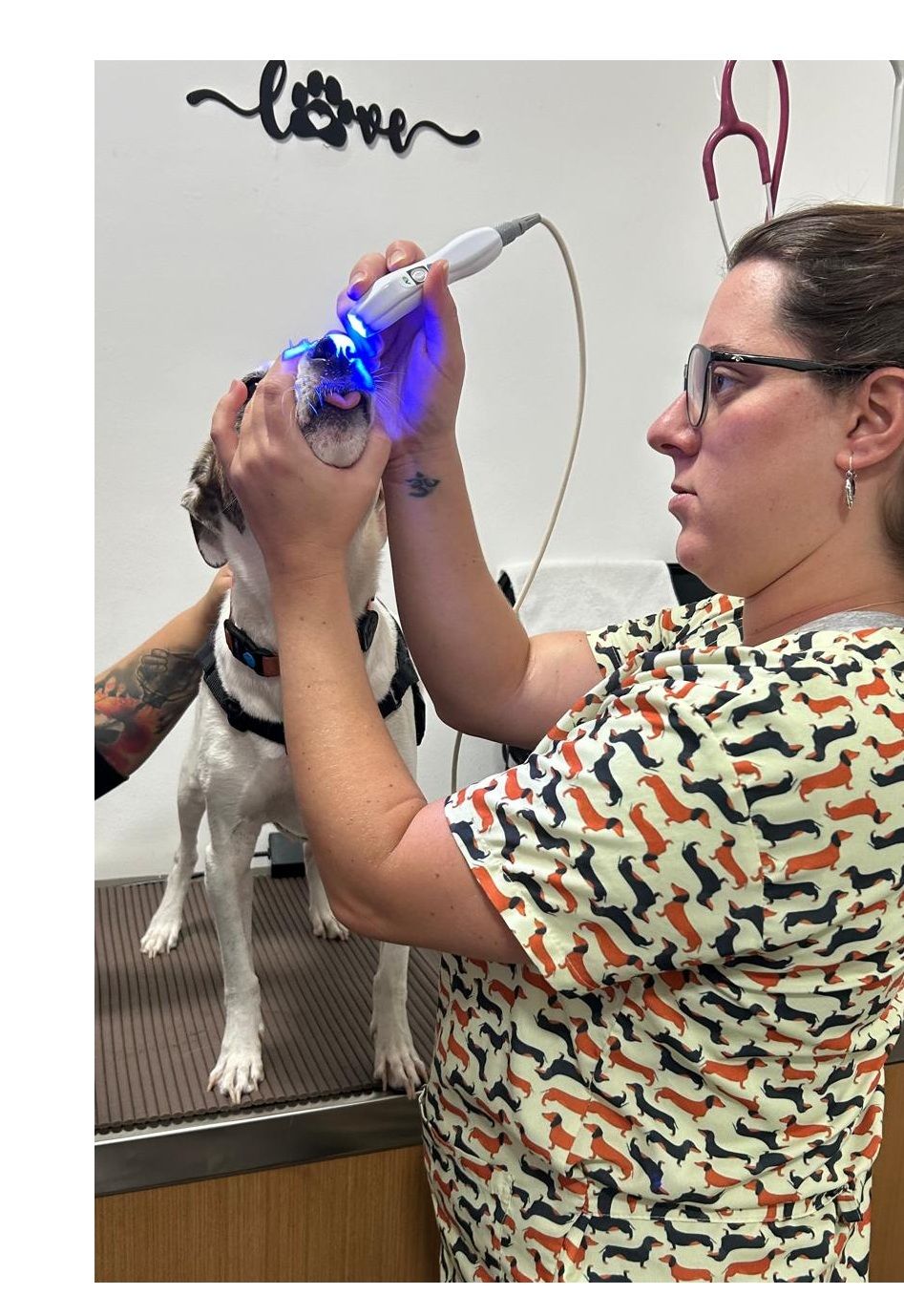 Fotobiomodulação — Marcella Dinelli Veterinária Integrativa São Paulo